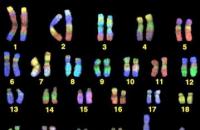 32 хромосомы. Хромосомы человека. Репродукция хромосом про- и эукариот, взаимосвязь с клеточным циклом