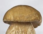 Белый гриб — где растут, описание, фото